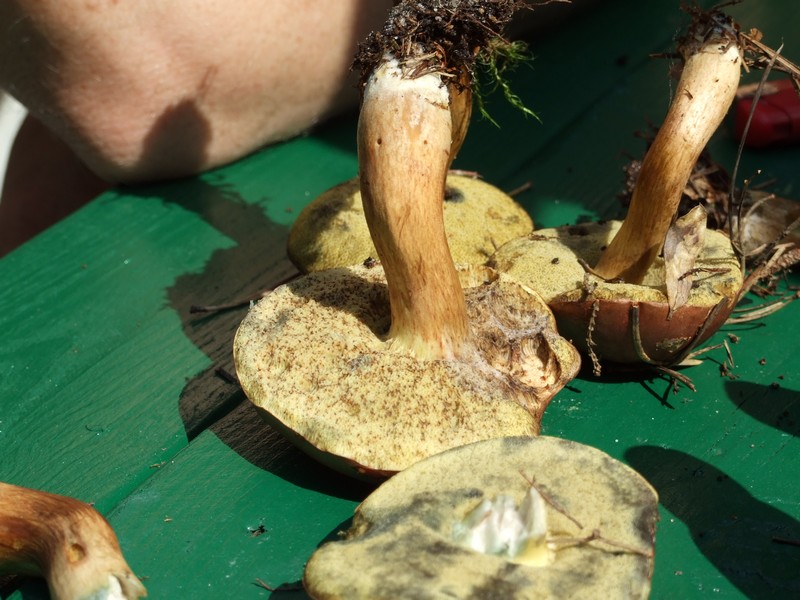 DSCF5768.jpg