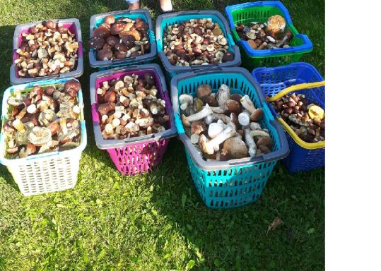 grzyby w koszykach.jpg