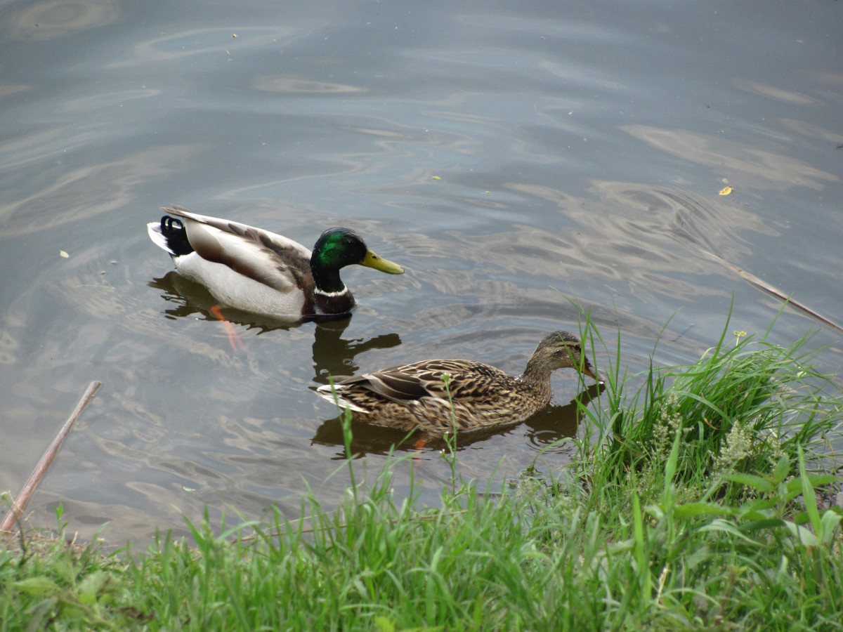 Zalew Żyrardowski Kaczki.JPG