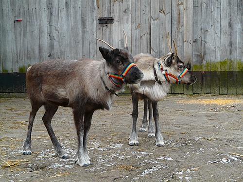 Renifery Żyrardów.jpg