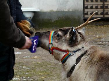 Karmienie Renifera.jpg