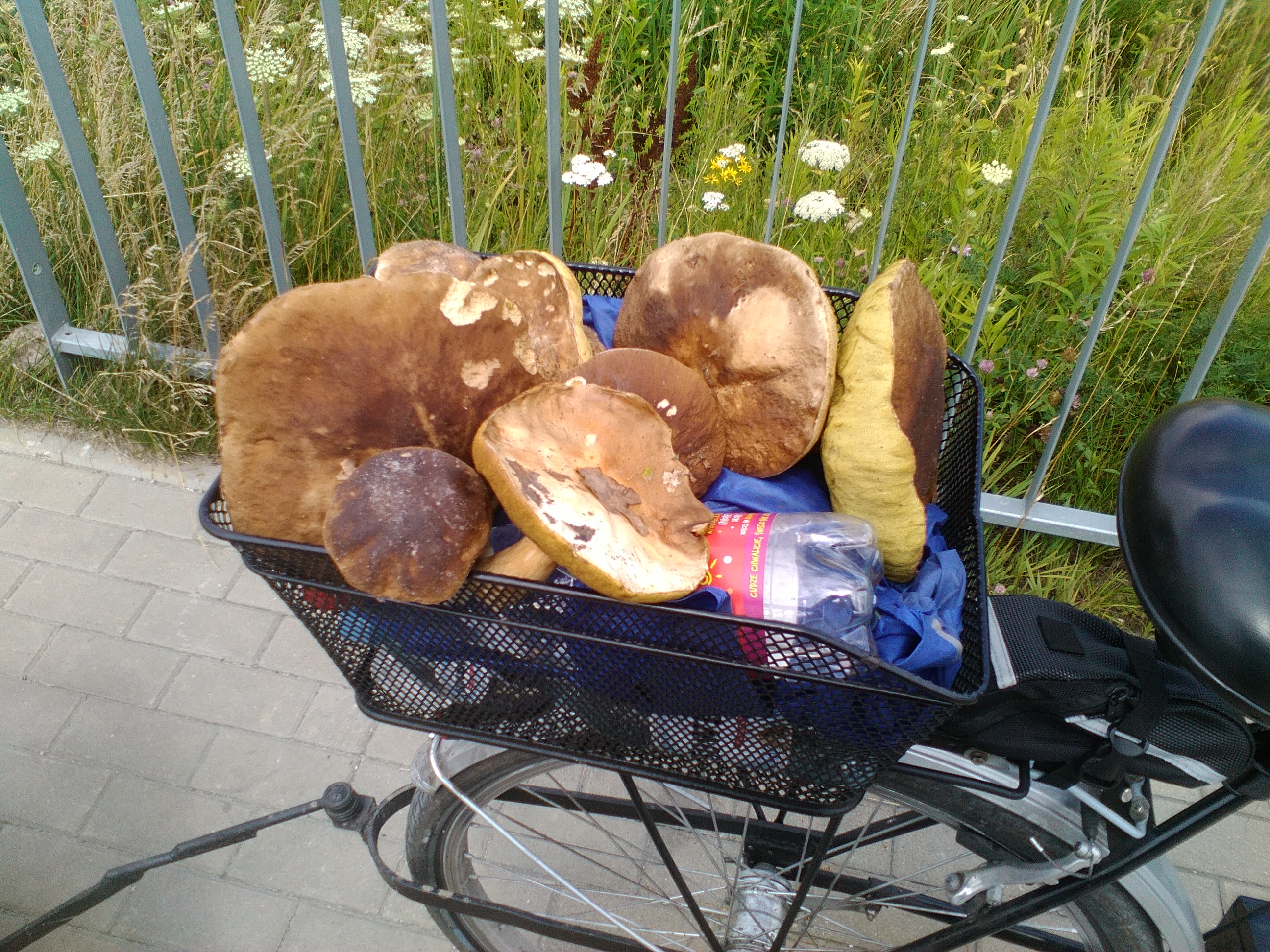 Grzyby Prawdziwki.jpg