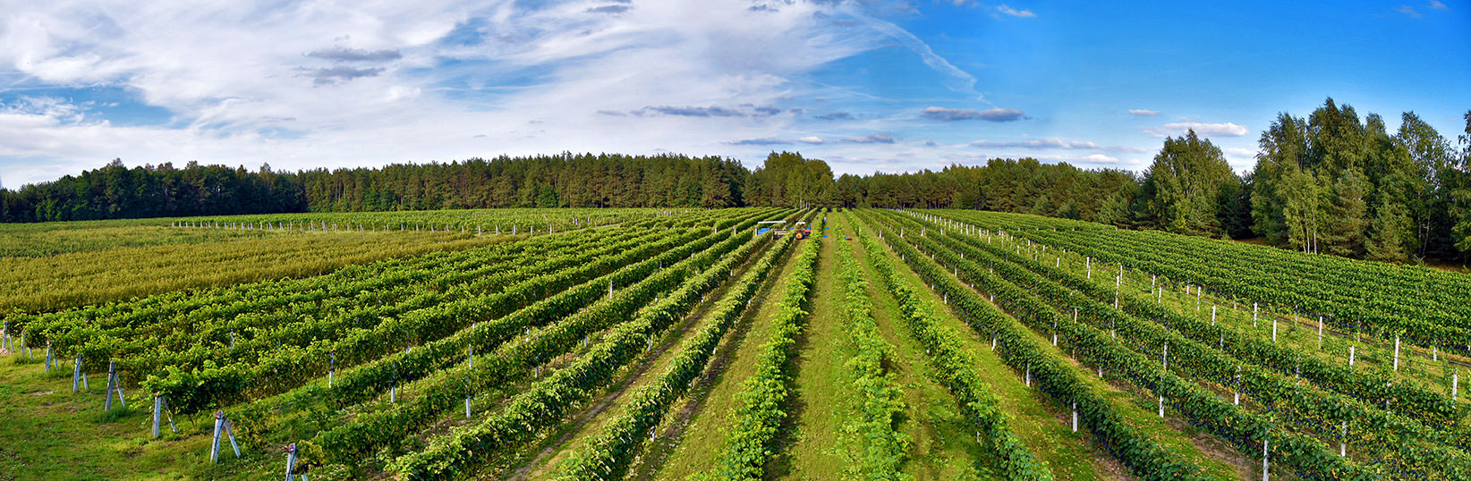 Winnica panorama.jpg