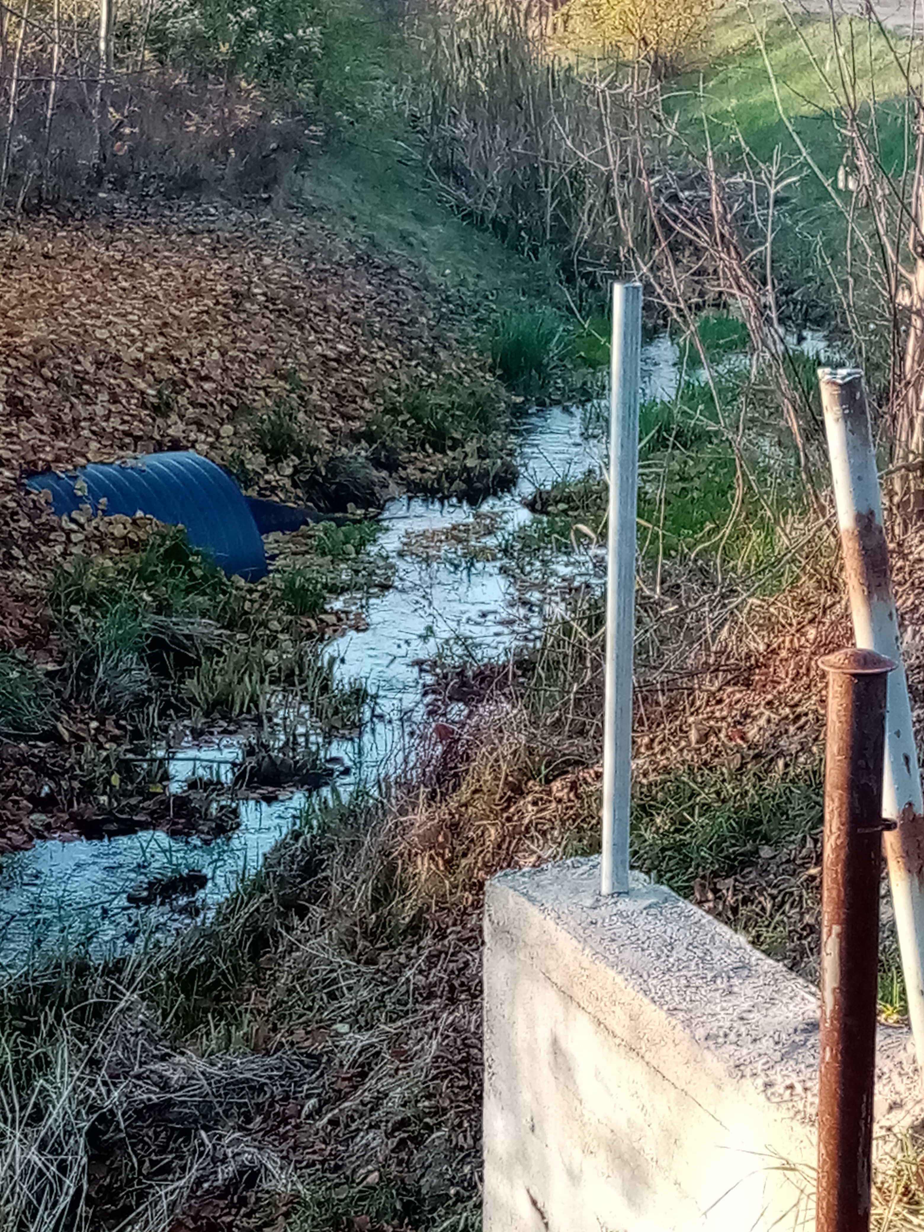 Wierzbianka rów.jpg