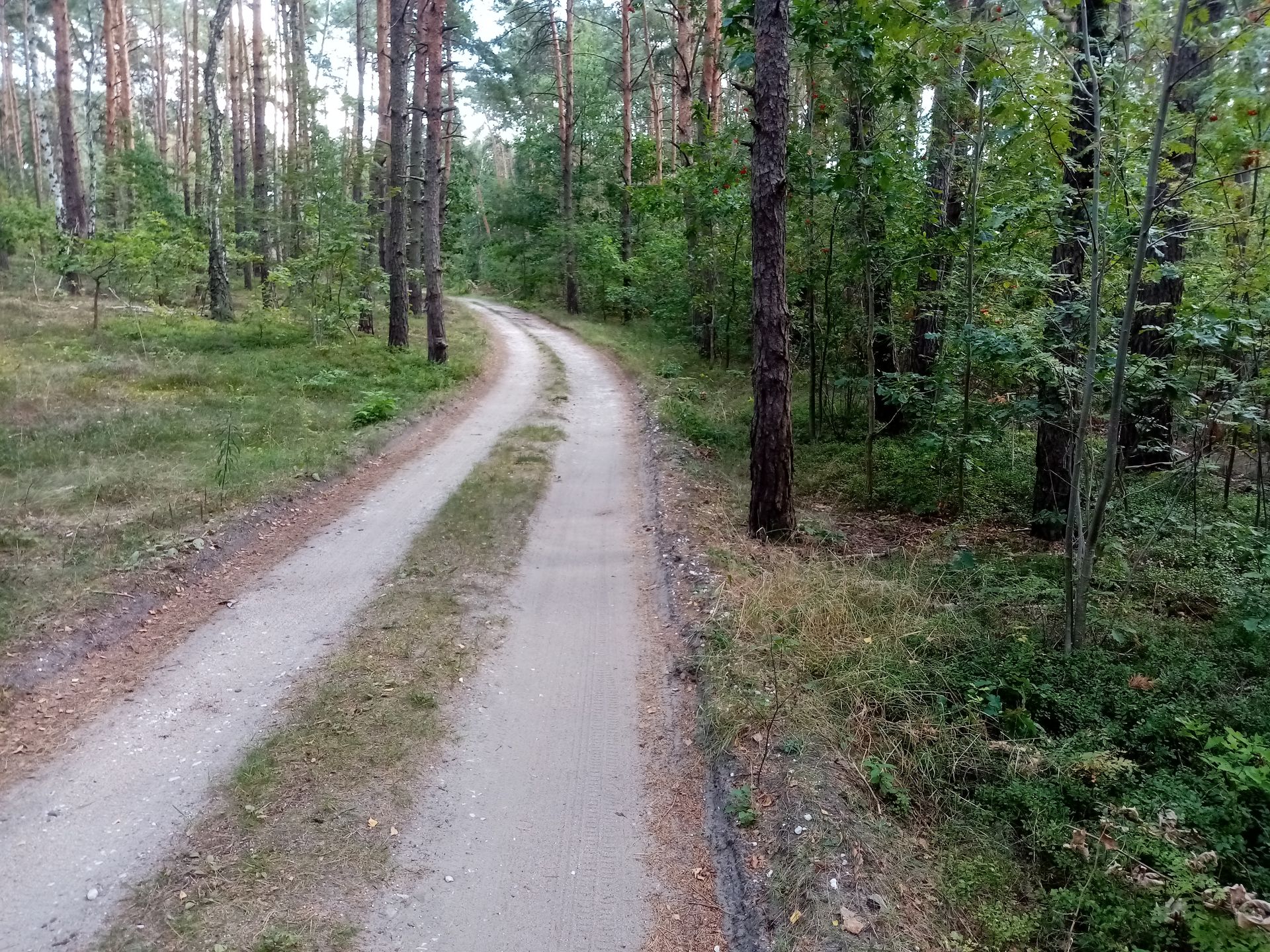 Wydmy Międzyborowskie droga pod górę.jpg