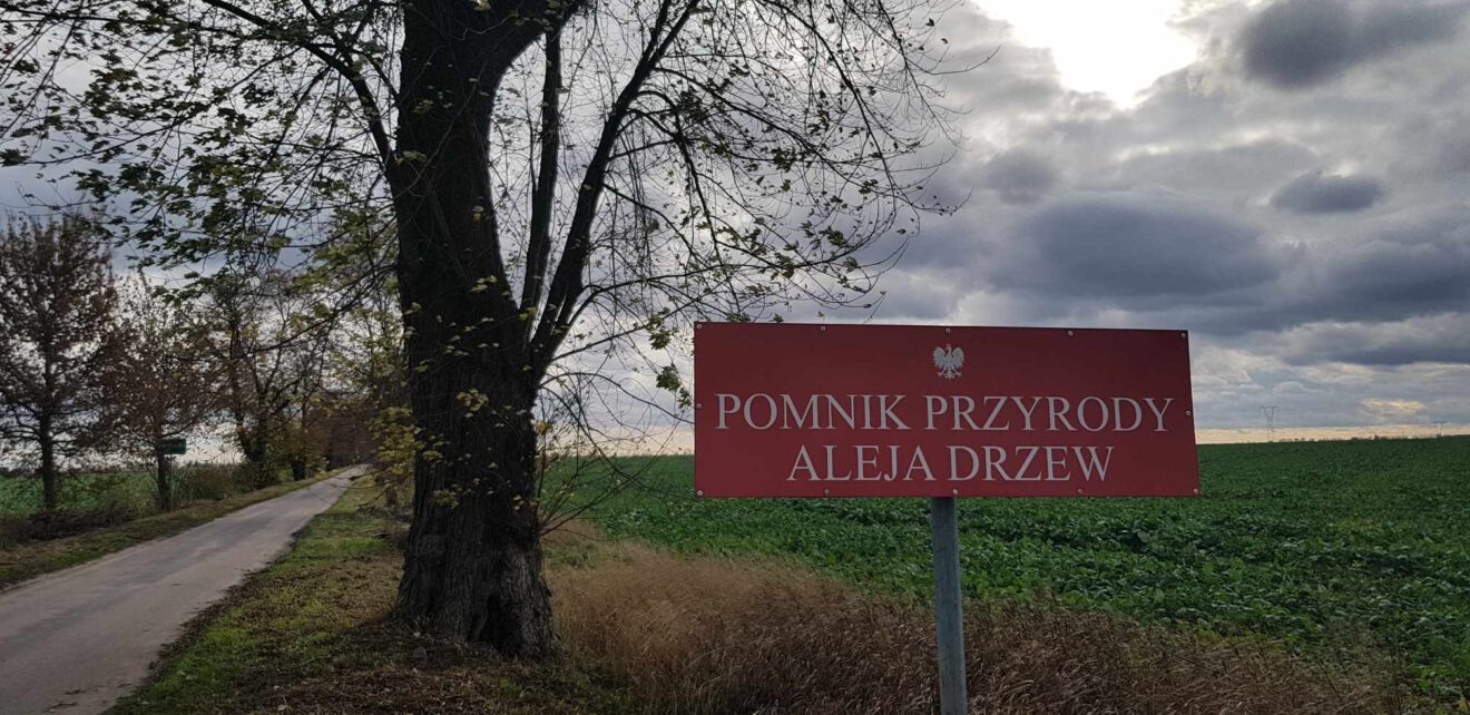 Pomnik przyrody - aleja drzew.jpg