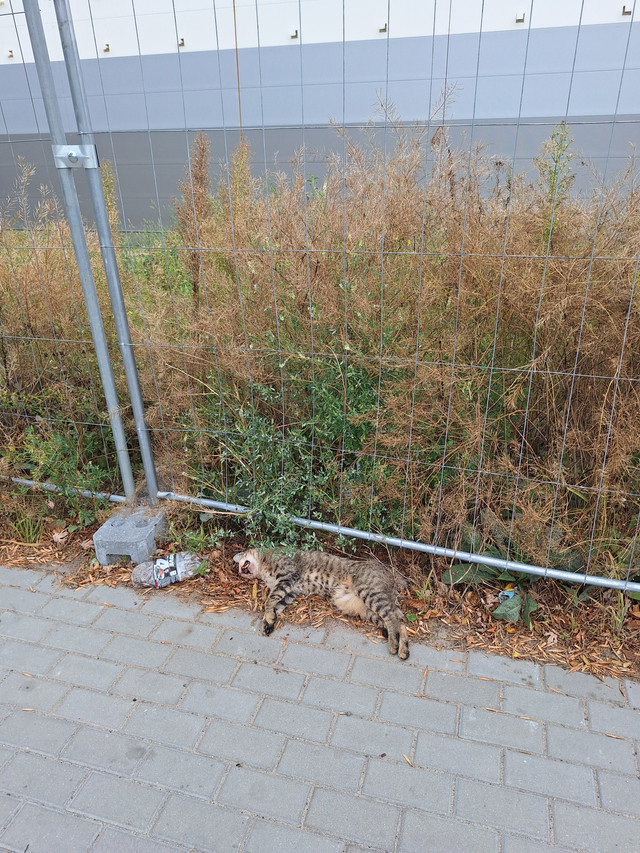 Zdechły kot.jpg
