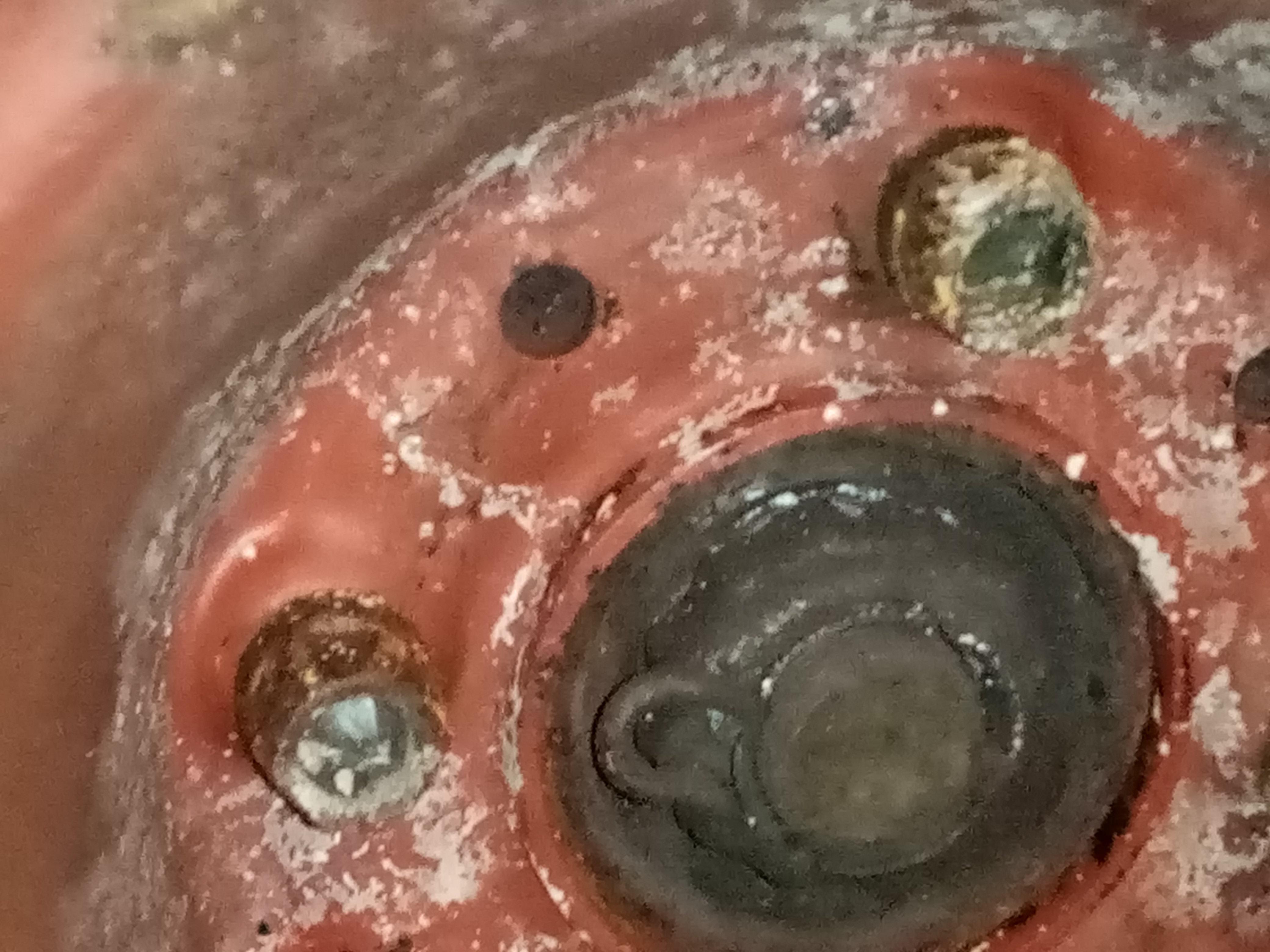 Sól zimowa na śrubach koła w samochodzie.jpg